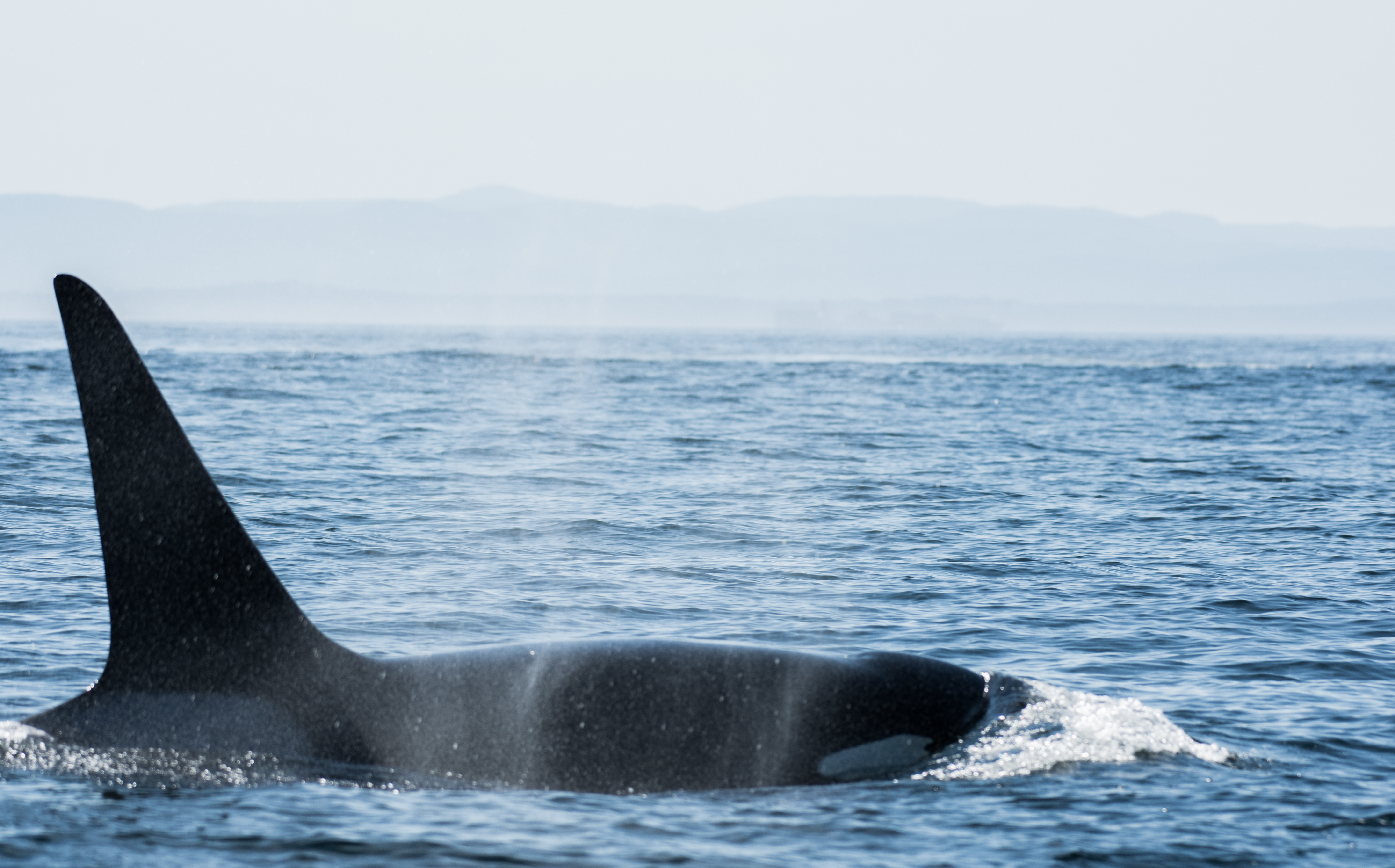 Killer & Baleen Whales Gallery | White Rock Sea Tours Inc.