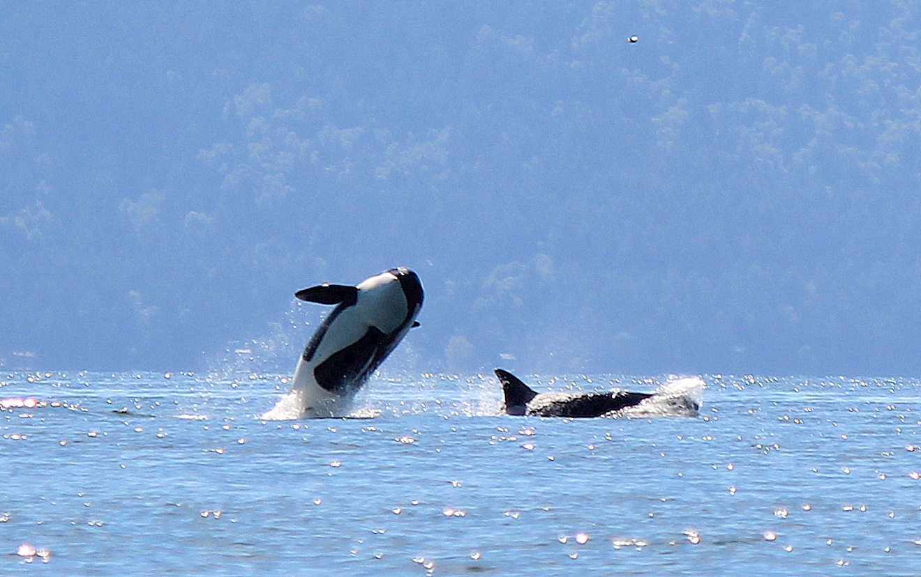 Killer & Baleen Whales Gallery | White Rock Sea Tours And Whale Watch ...