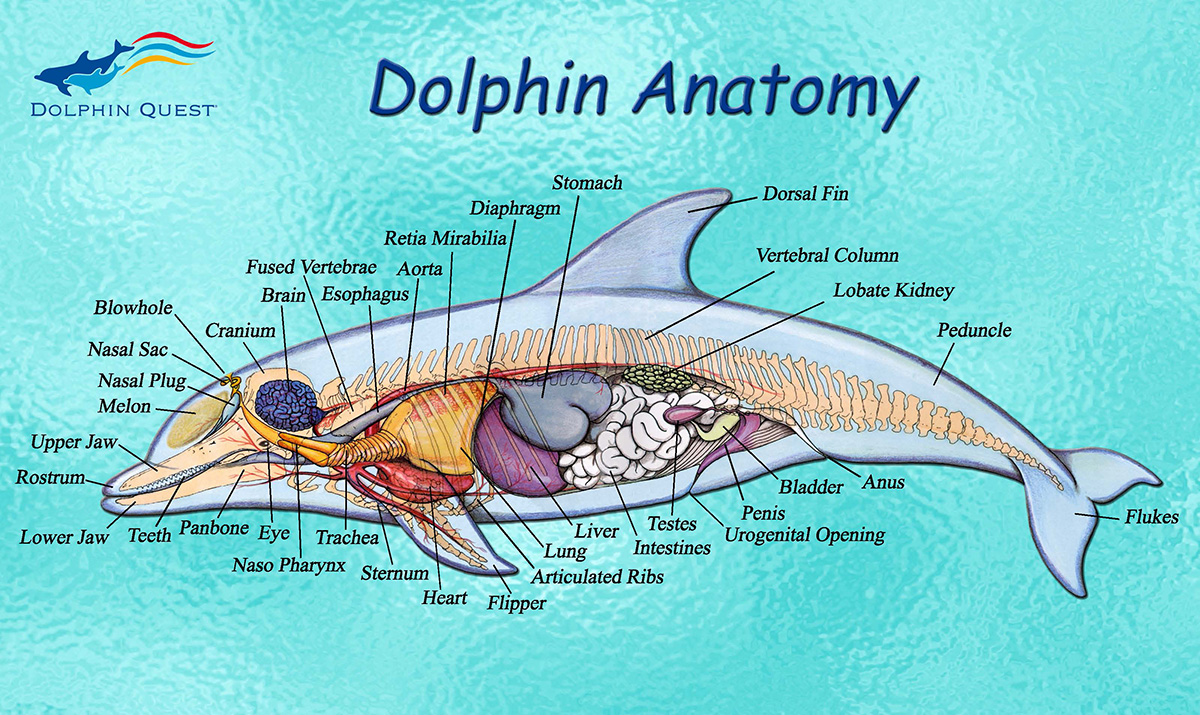 Dolphin Fact Sheet | Dolphin Quest