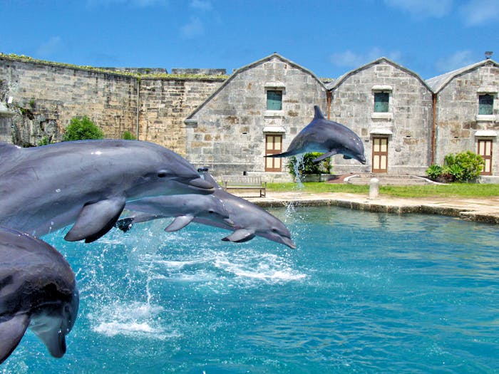 bermuda dolphin tour