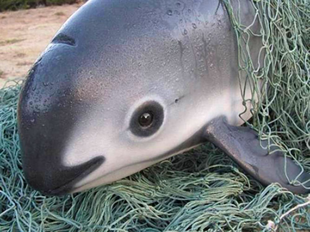 Save the Porpoise From Extinction Dolphin Quest