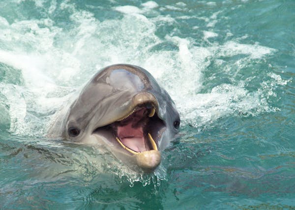 Animal Care Wellness Dolphin Quest