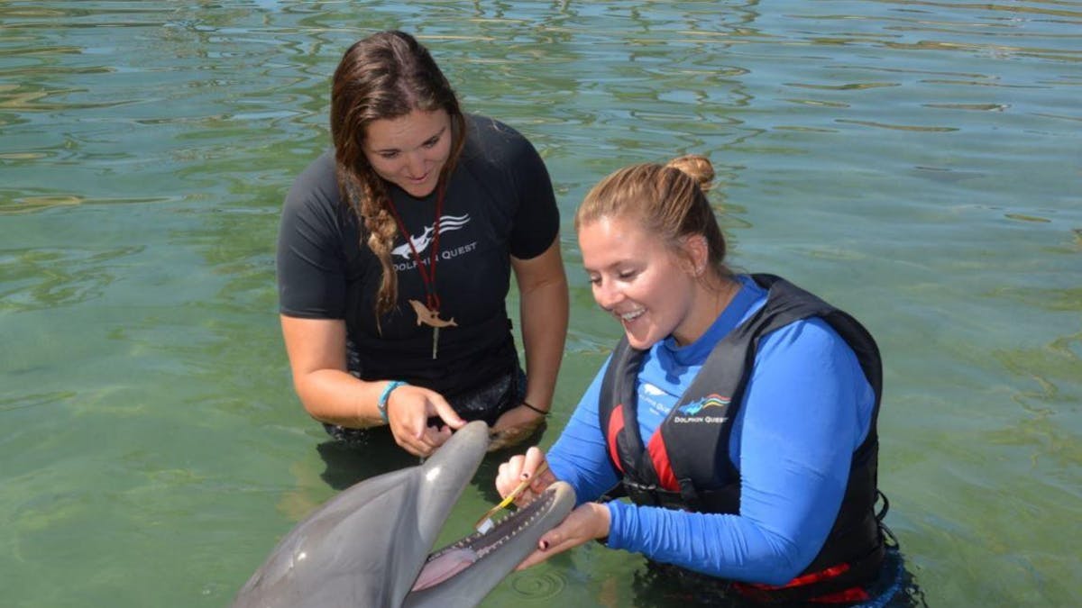 Crew members wearing wetsuits brushing the dolphin's teeth.