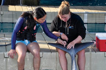 Two women wearing wetsuits looking at dolphin's tail.
