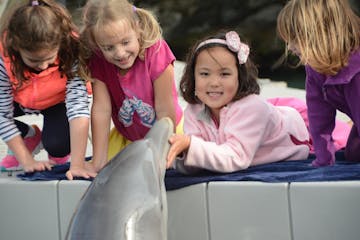 A group of little children having a dolphin encounter in the pool.
