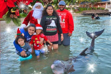 Holiday Dolphin Celebration