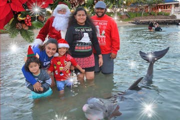 Holiday Dolphin Celebration