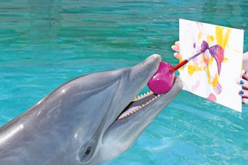A dolphin showing painting skills.
