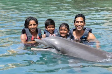 Dolphin encounter of a family wearing wetsuits in the pool.