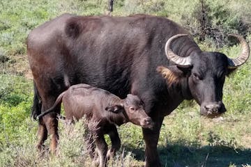 Water buffalo calf and mother in Arizona