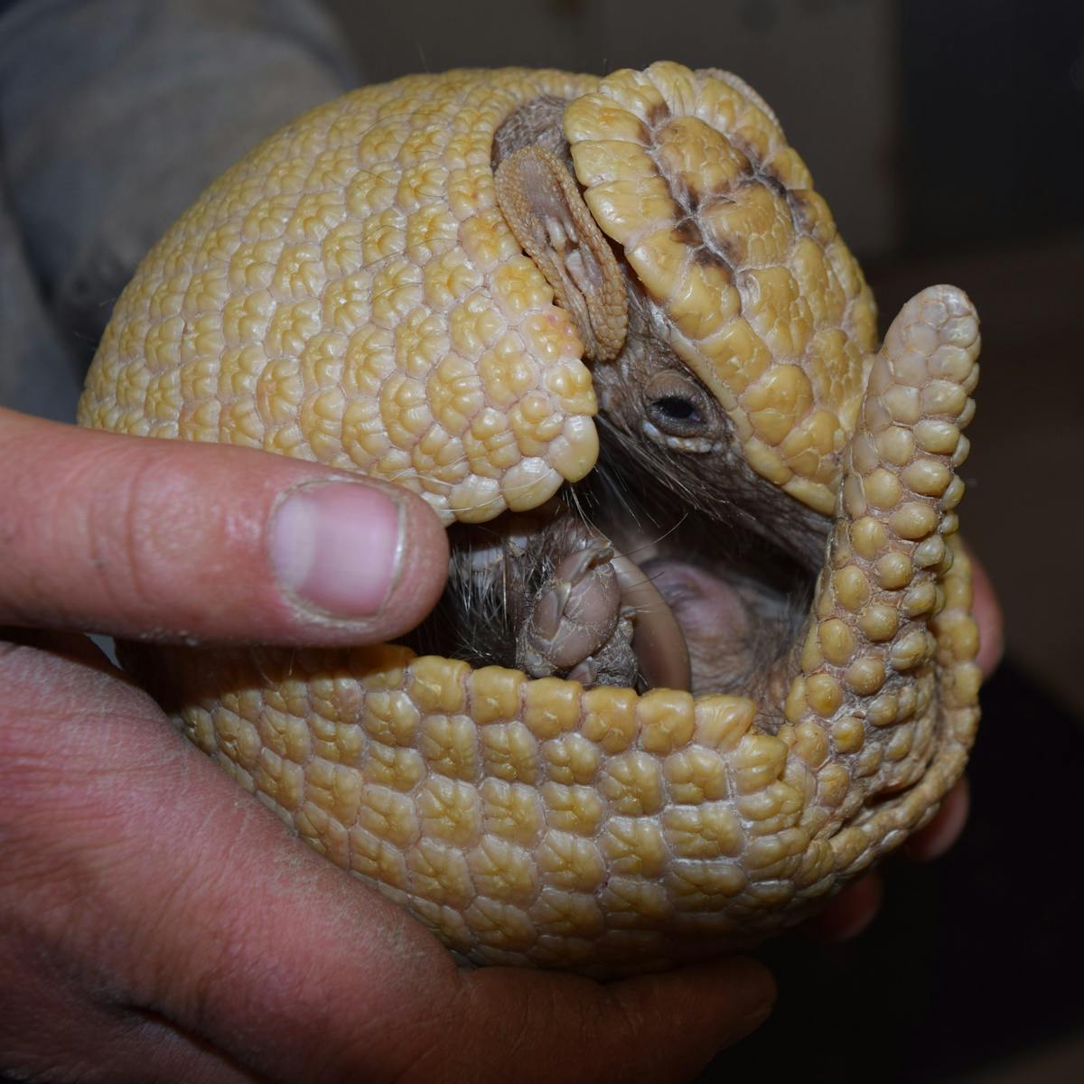 a hand holding an armadillo
