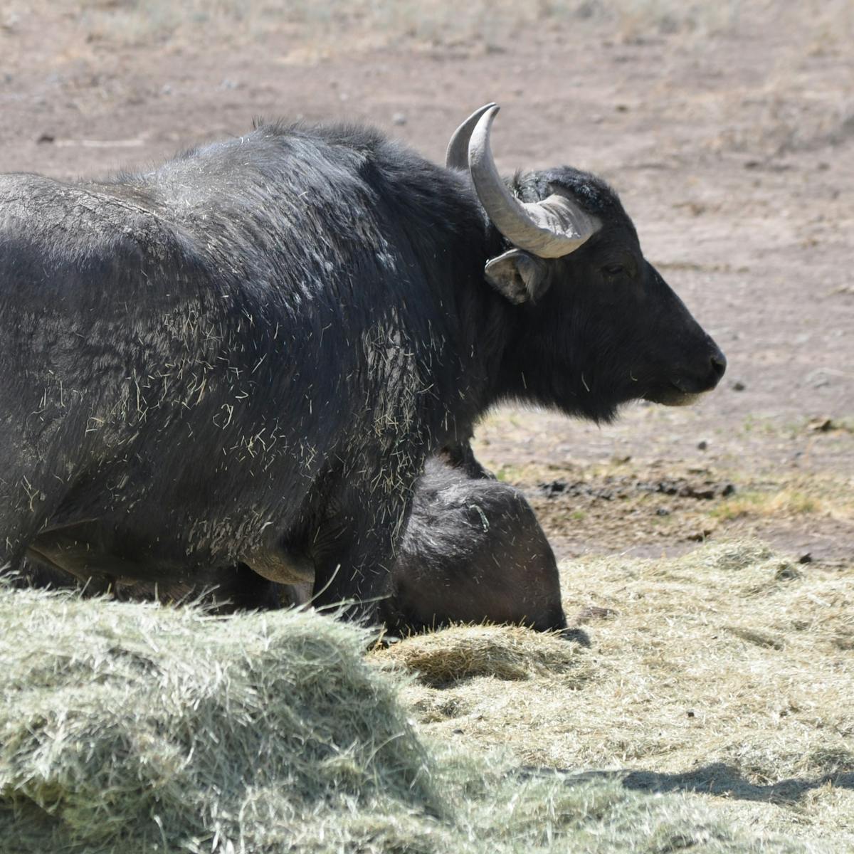 a Asian river water buffalo lying on top of a dry grass field