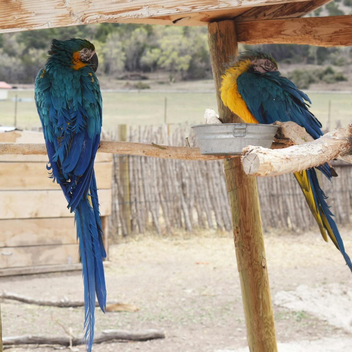 a blue Macaw sitting on top of a wooden fence