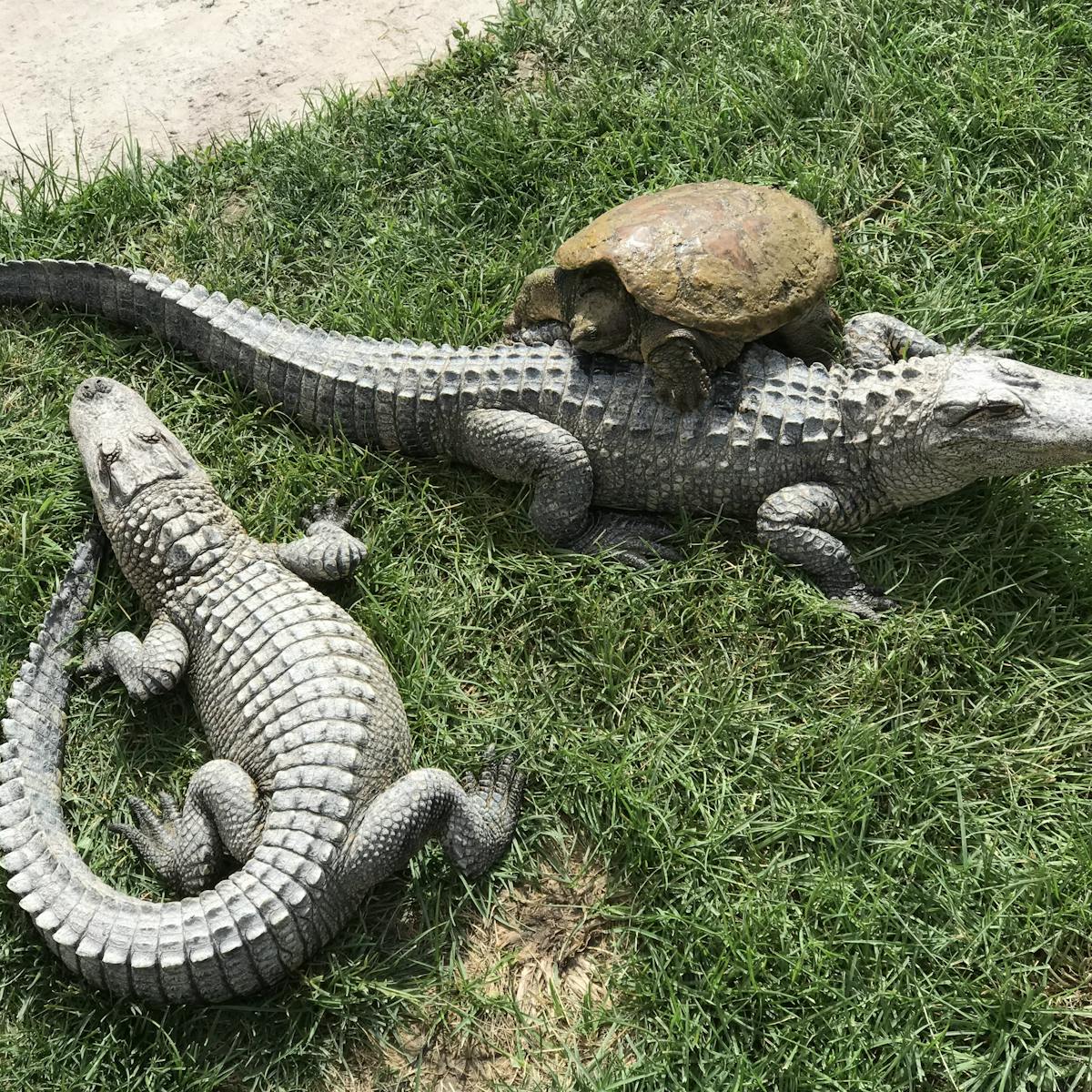 American aligators and snapping turtle