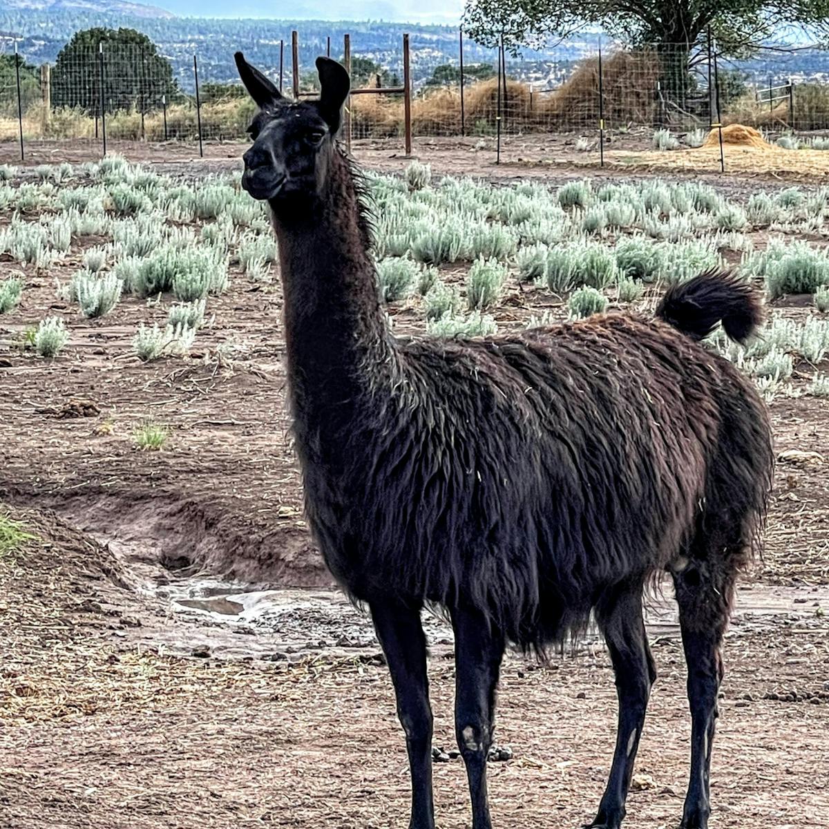 a llama in a dirt field