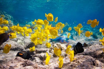 yellow Tang Fish Kona Caost Snorkel Adventure