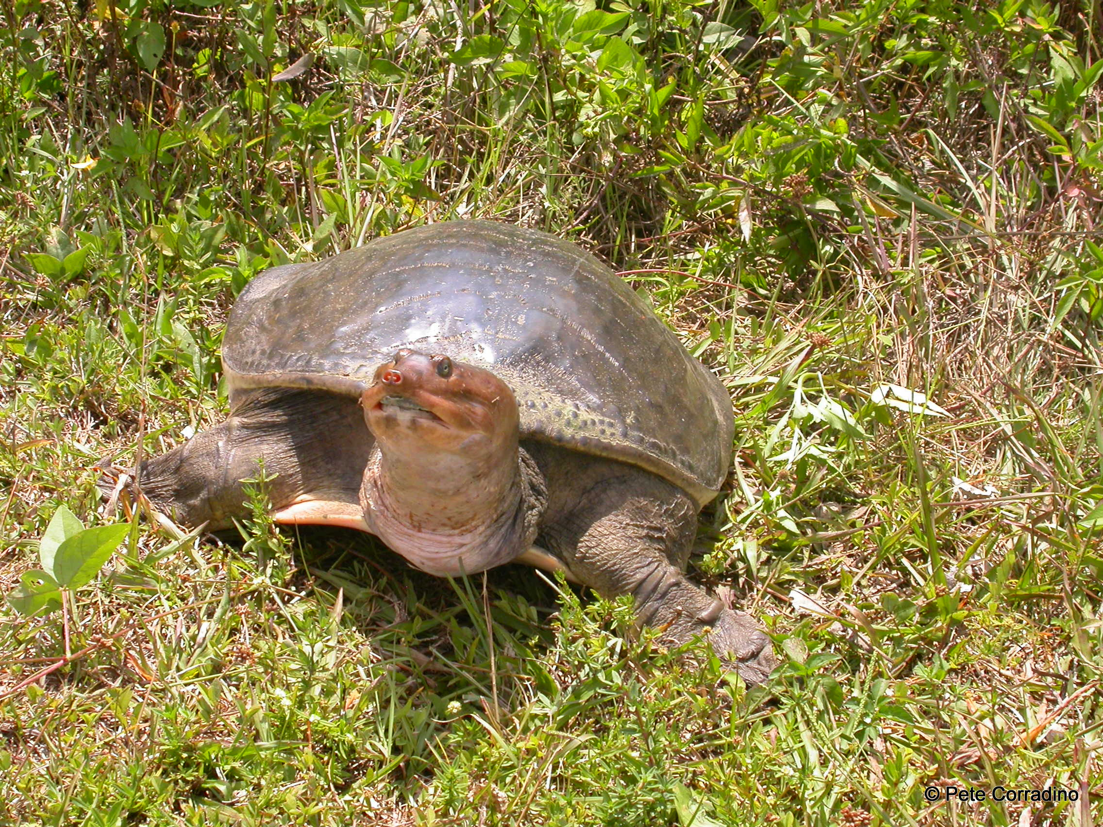 The Florida Softshell Turtle | Everglades Day Safari