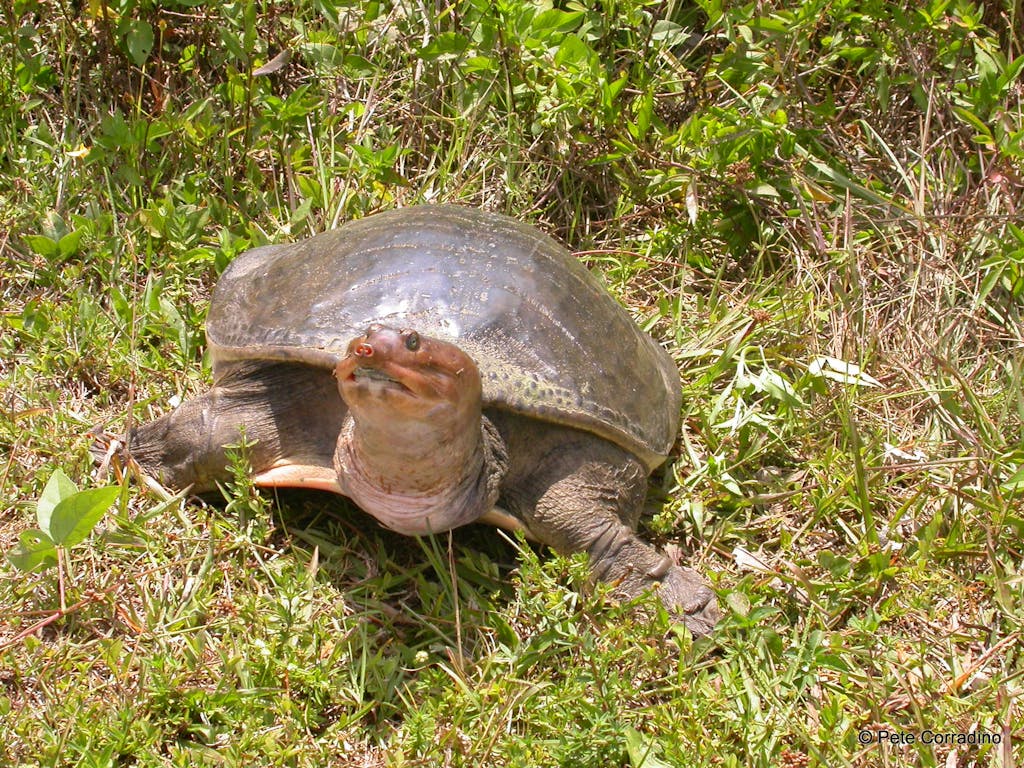 a turtle in the grass