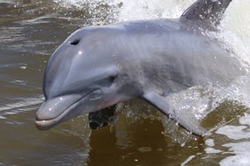 An Atlantic Bottlenose Dolphin in the Everglades