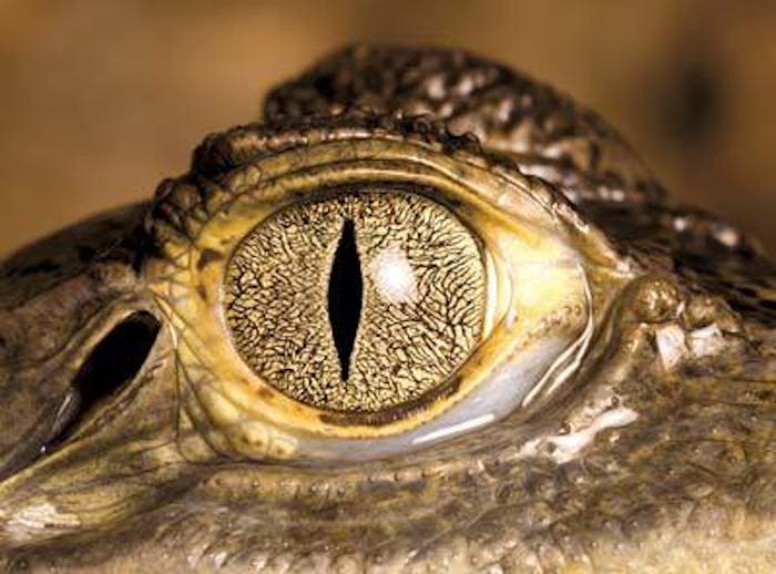 ALLIGATORS VS. CROCODILES  New Orleans Kayak Swamp Tours