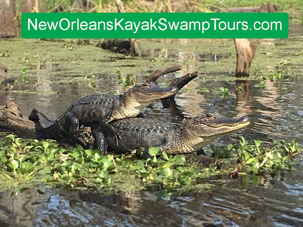 ALLIGATORS VS. CROCODILES  New Orleans Kayak Swamp Tours