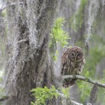 barred owl in a cypress tree