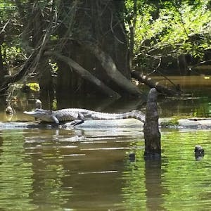 a baby alligator suns it self on a log in the honey island swamp