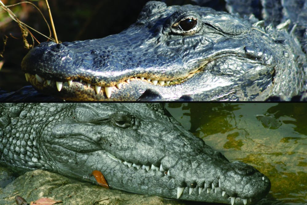 alligator vs crocodile skin