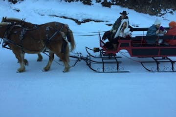 horses pulling sleigh in snow