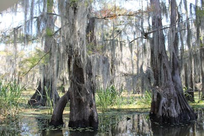 The water forest of Caddo Lake, Texas