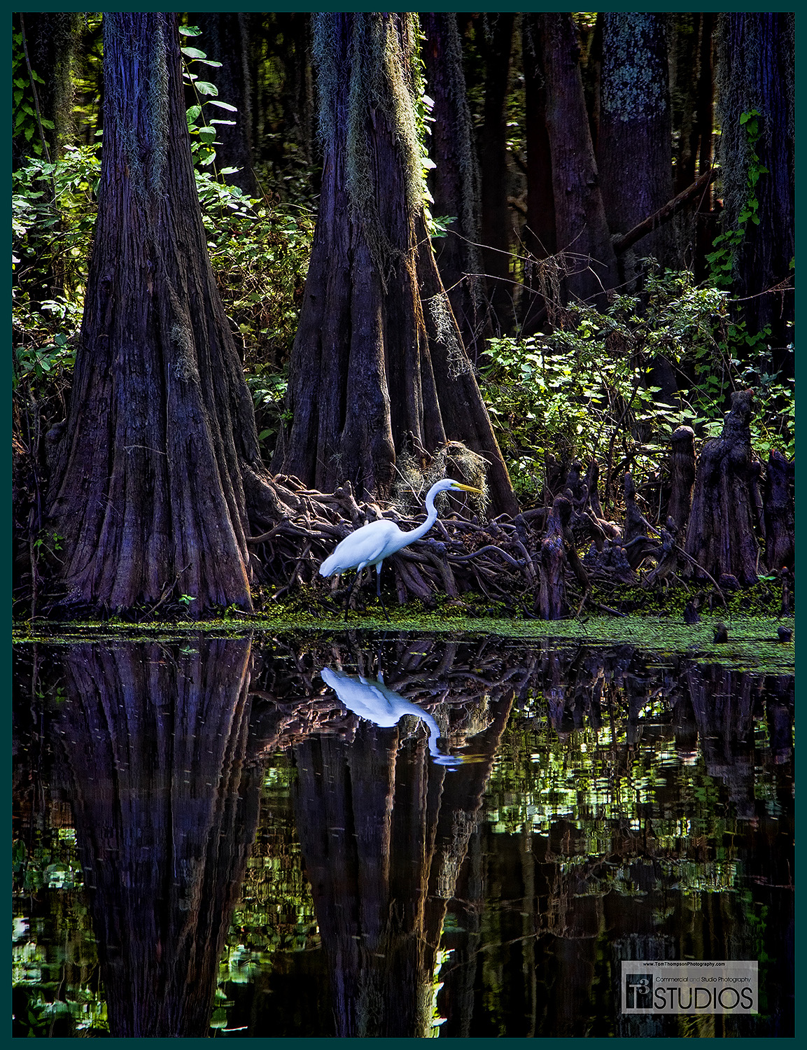 Caddo Lake Flood April 2024 