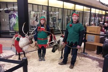 reindeer farm reindeer elves christmas show