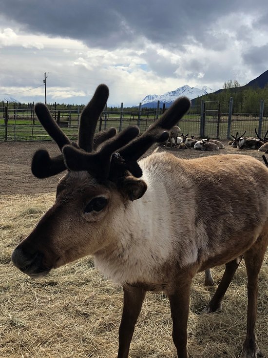 where to find reindeer antlers
