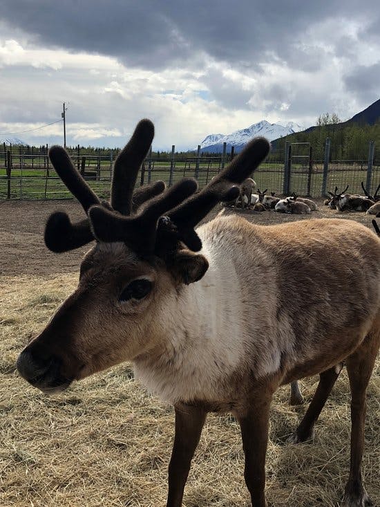 REINDEER VELVET | Reindeer Farm
