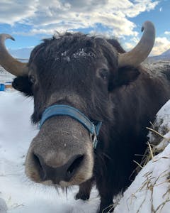 a cow is standing in the snow