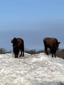 a group of bison standing on top of a snow covered field
