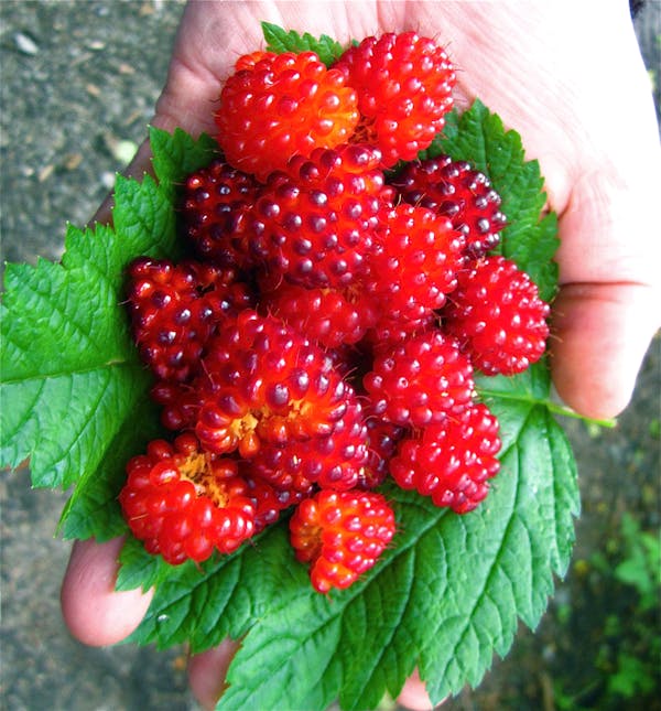 Berries found in Sitka