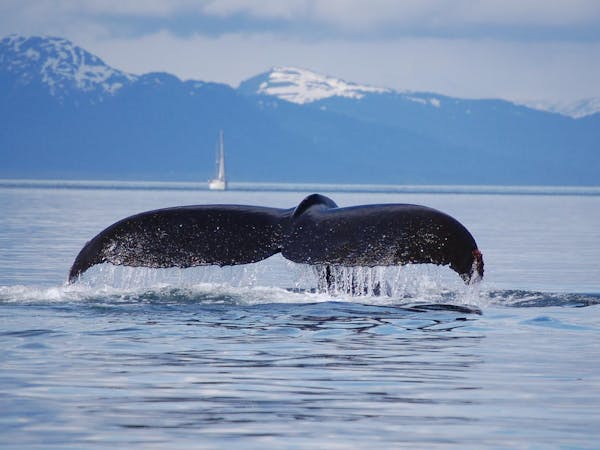 A humpback whale dives into Alaskan waters