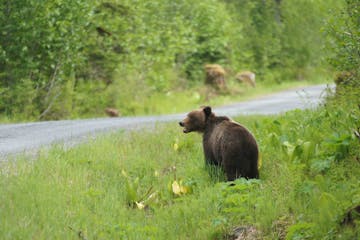 A brown bear explores the Hoonah wilderness