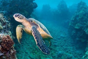 Sea turtle swimming in Hawaii