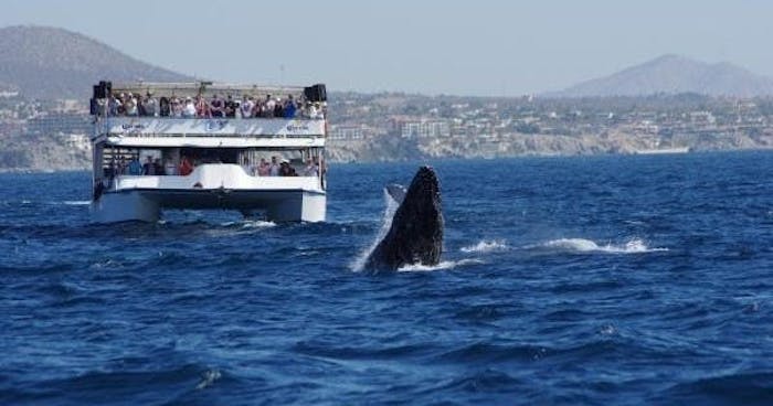 Whale watching season in Cabo San Lucas