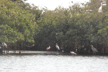 Exotic birds in the mangroves