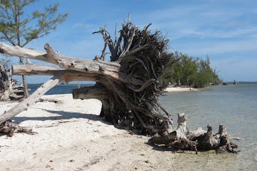 Tree stump on beach