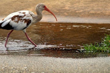 ibis bird in a puddle