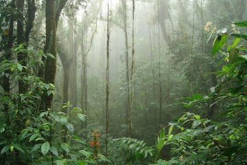 A view of the cloud forest