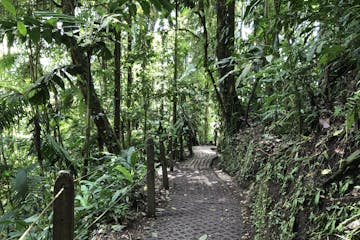 a view of walking trail at the rain forest