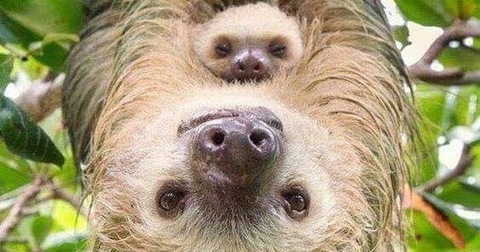 A Sloth Swimming