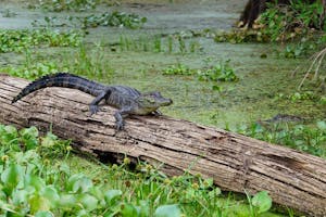 baby alligator on a log