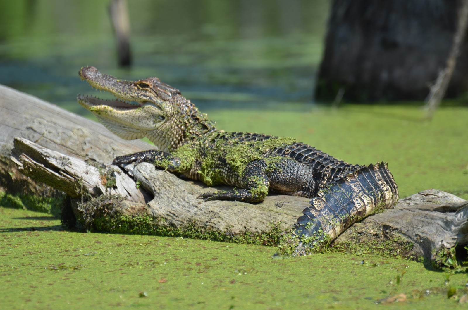 5-fun-facts-about-the-louisiana-swamps-beyond-the-bayou-tours