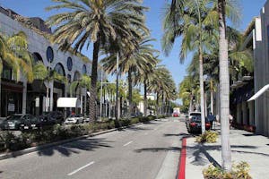 Rodeo Drive Palm Trees